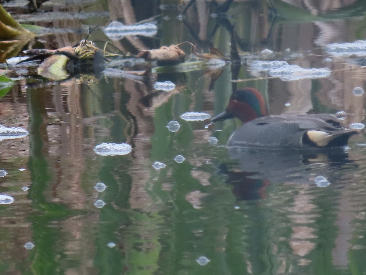 Green-winged Teal - ML636119168
