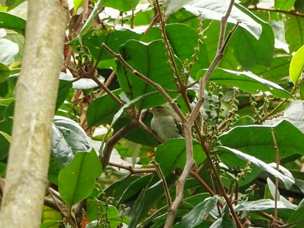 Spectacled Tyrannulet - ML636119188