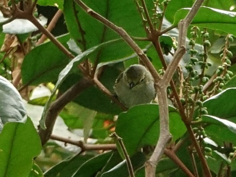 Spectacled Tyrannulet - ML636119189