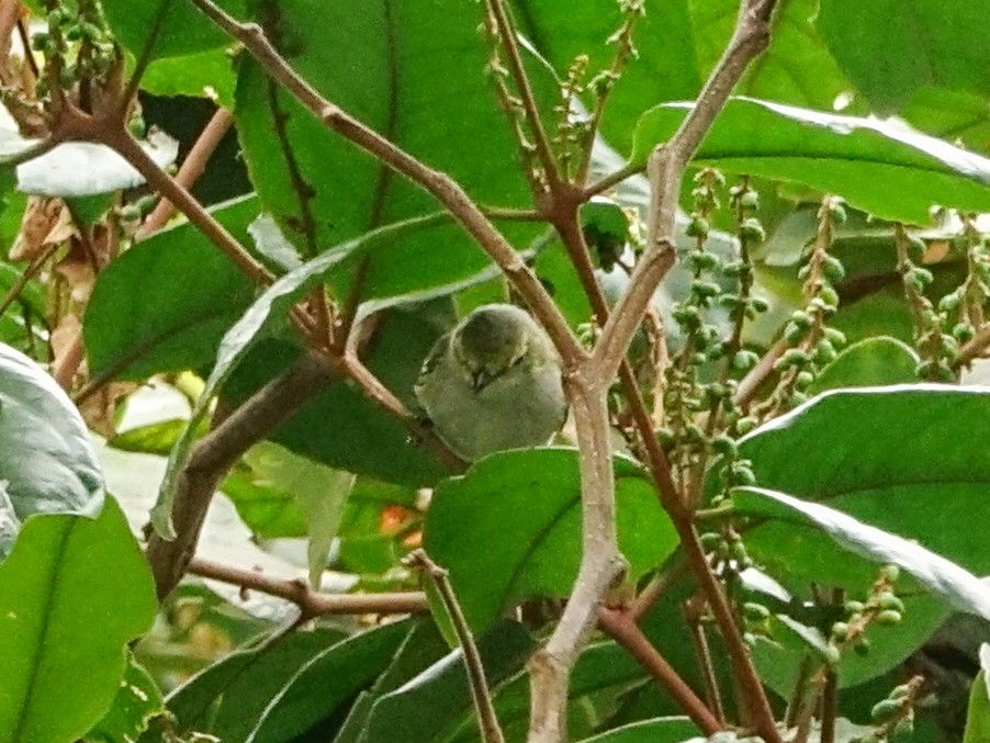 Spectacled Tyrannulet - ML636119190