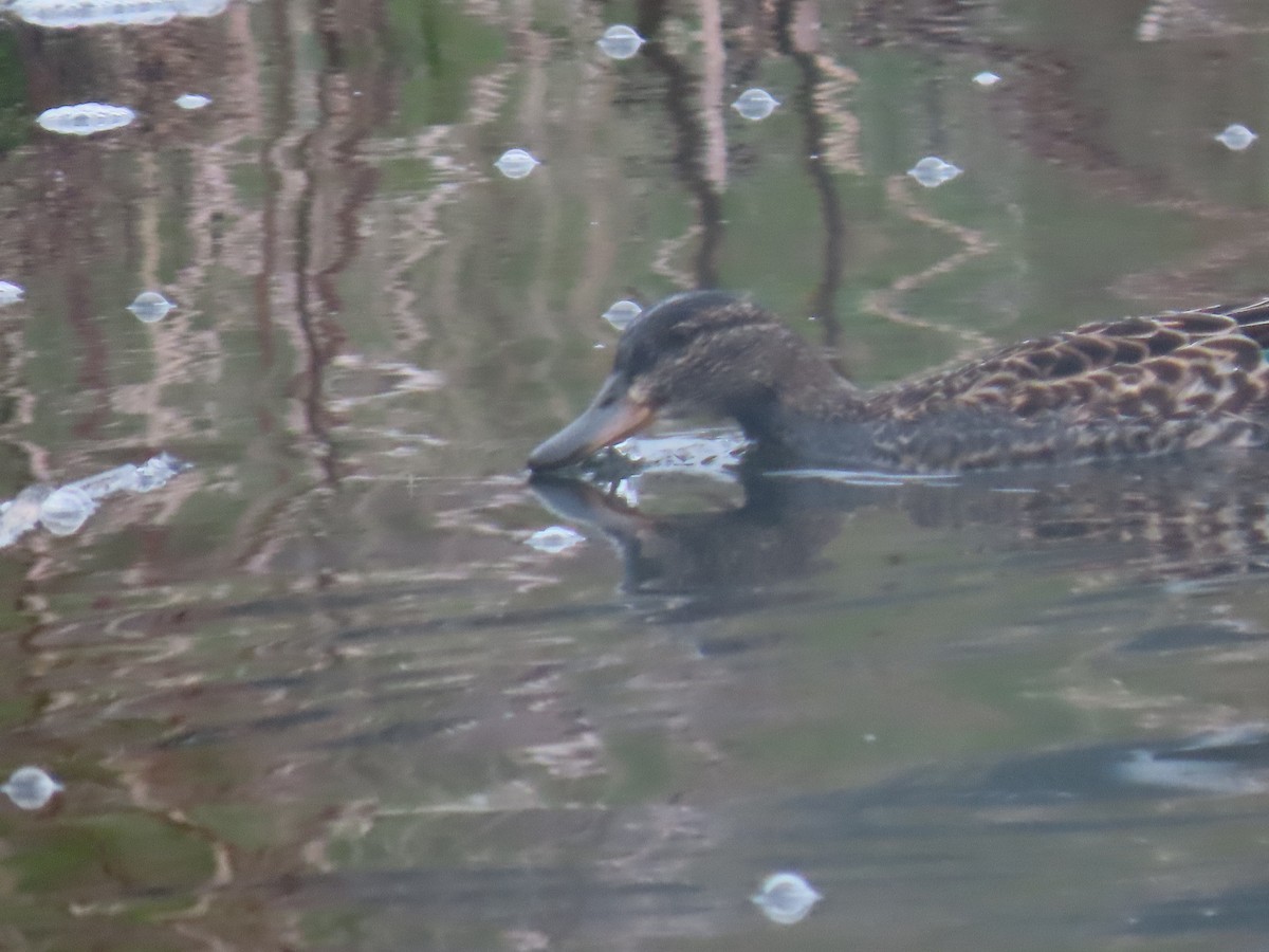 Green-winged Teal - ML636119205