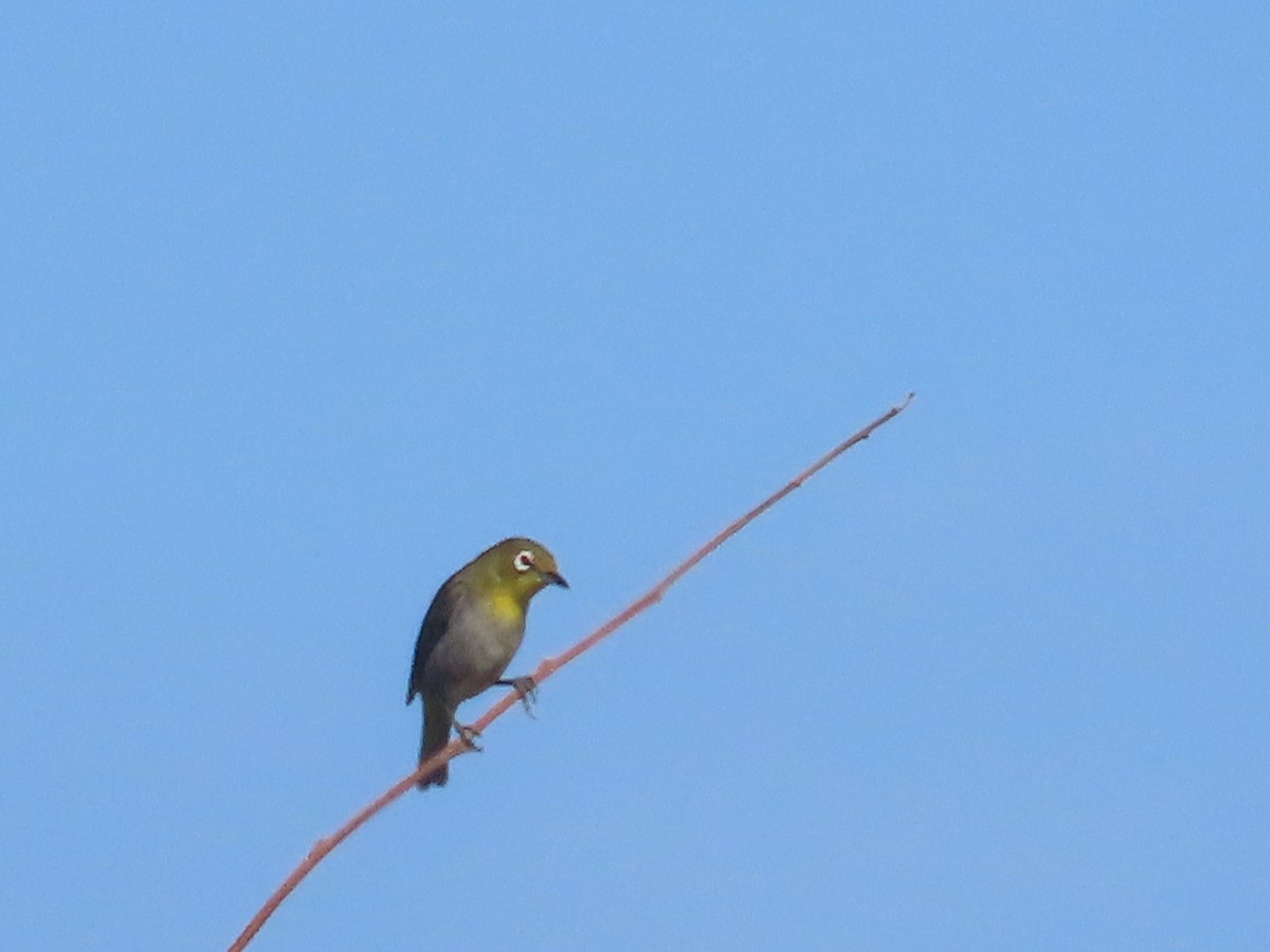Warbling White-eye - ML636119209
