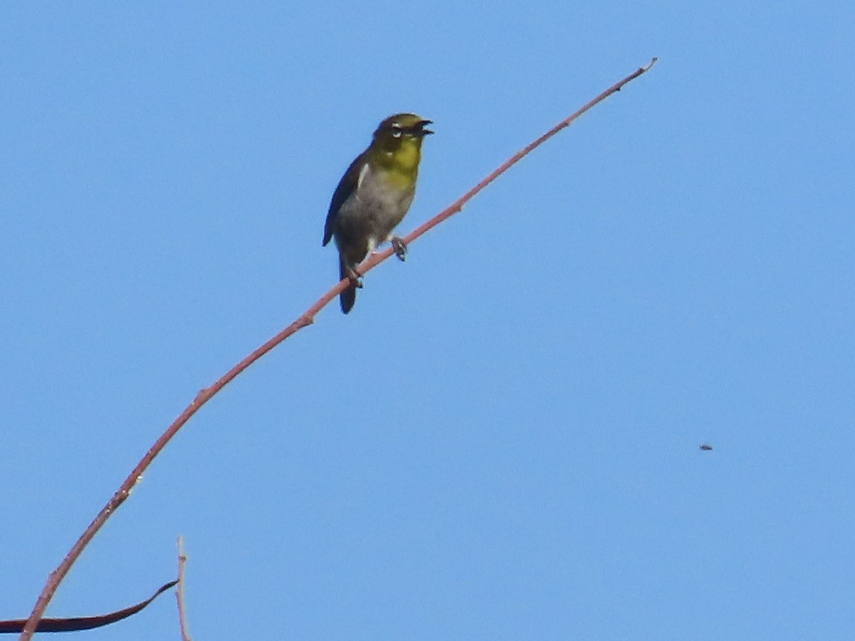 Warbling White-eye - ML636119210