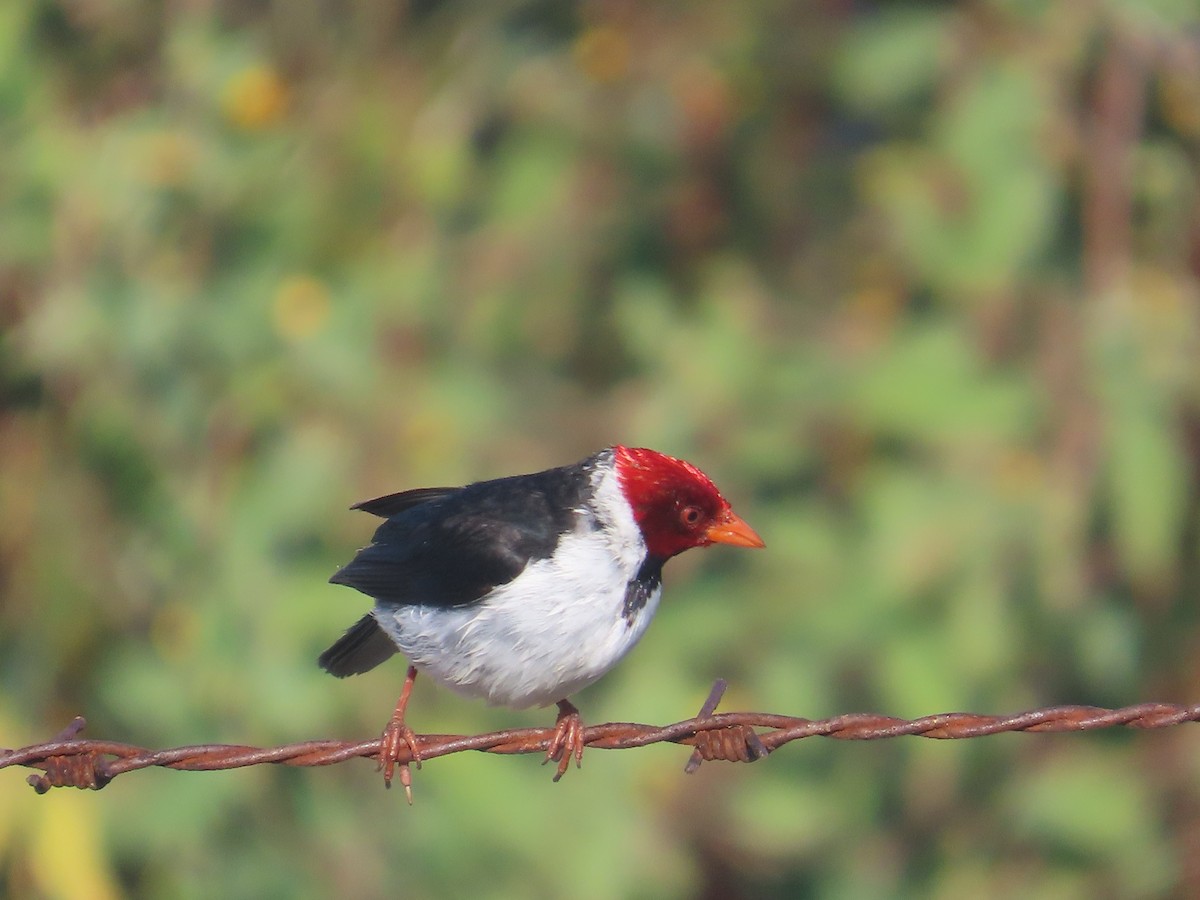Yellow-billed Cardinal - ML636119218