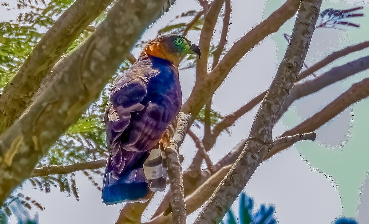 Hook-billed Kite (Grenada) - ML636119320