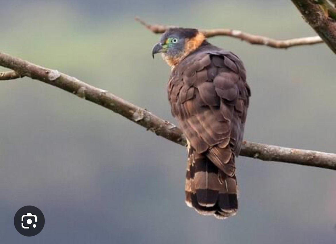 Hook-billed Kite (Grenada) - ML636119350