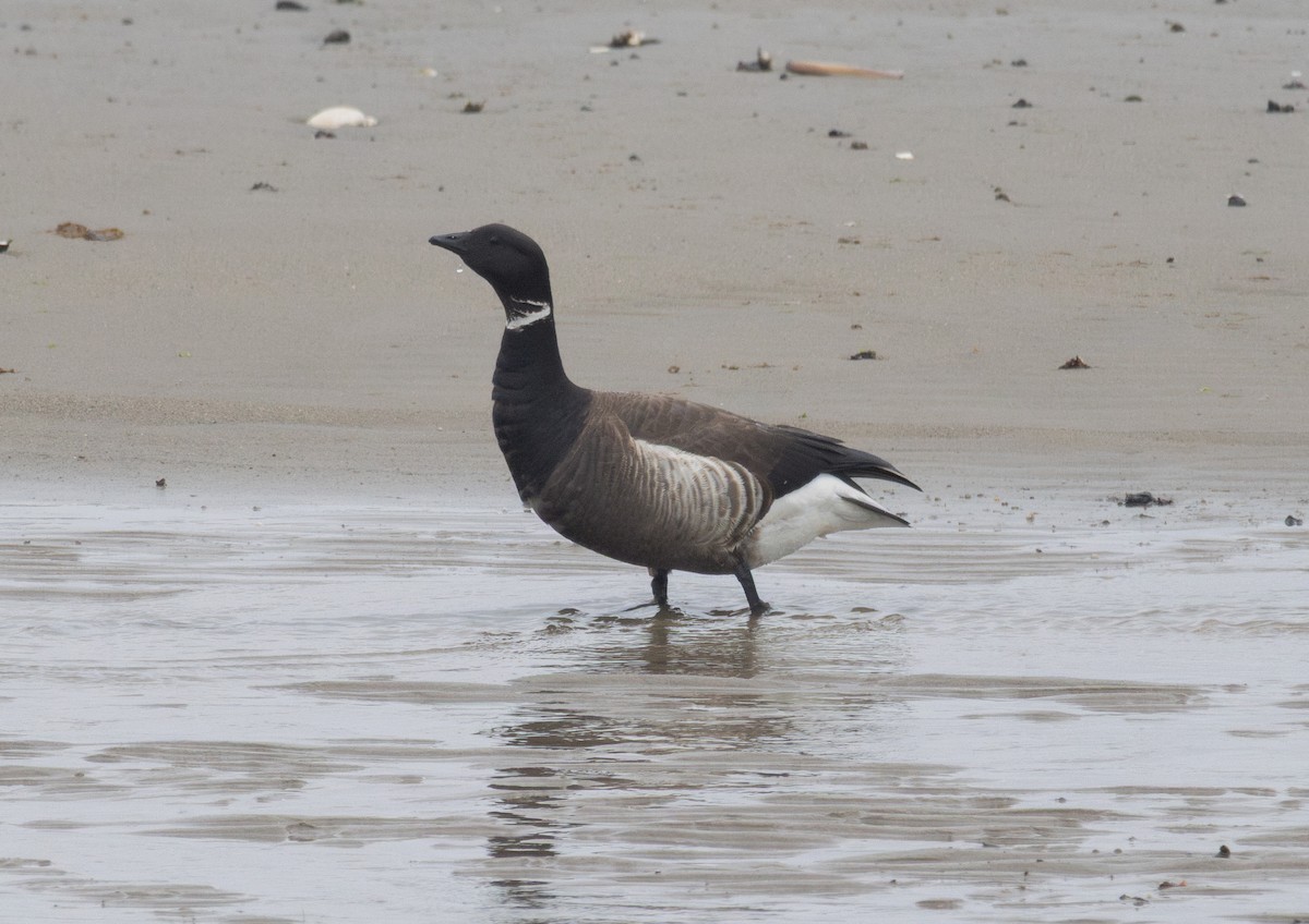 Brant (Black) - ML636119445