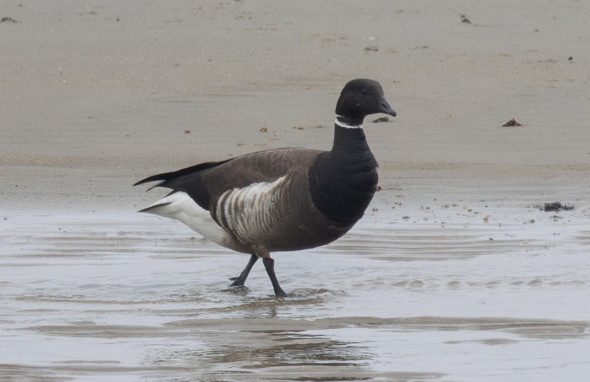 Brant (Black) - ML636119455