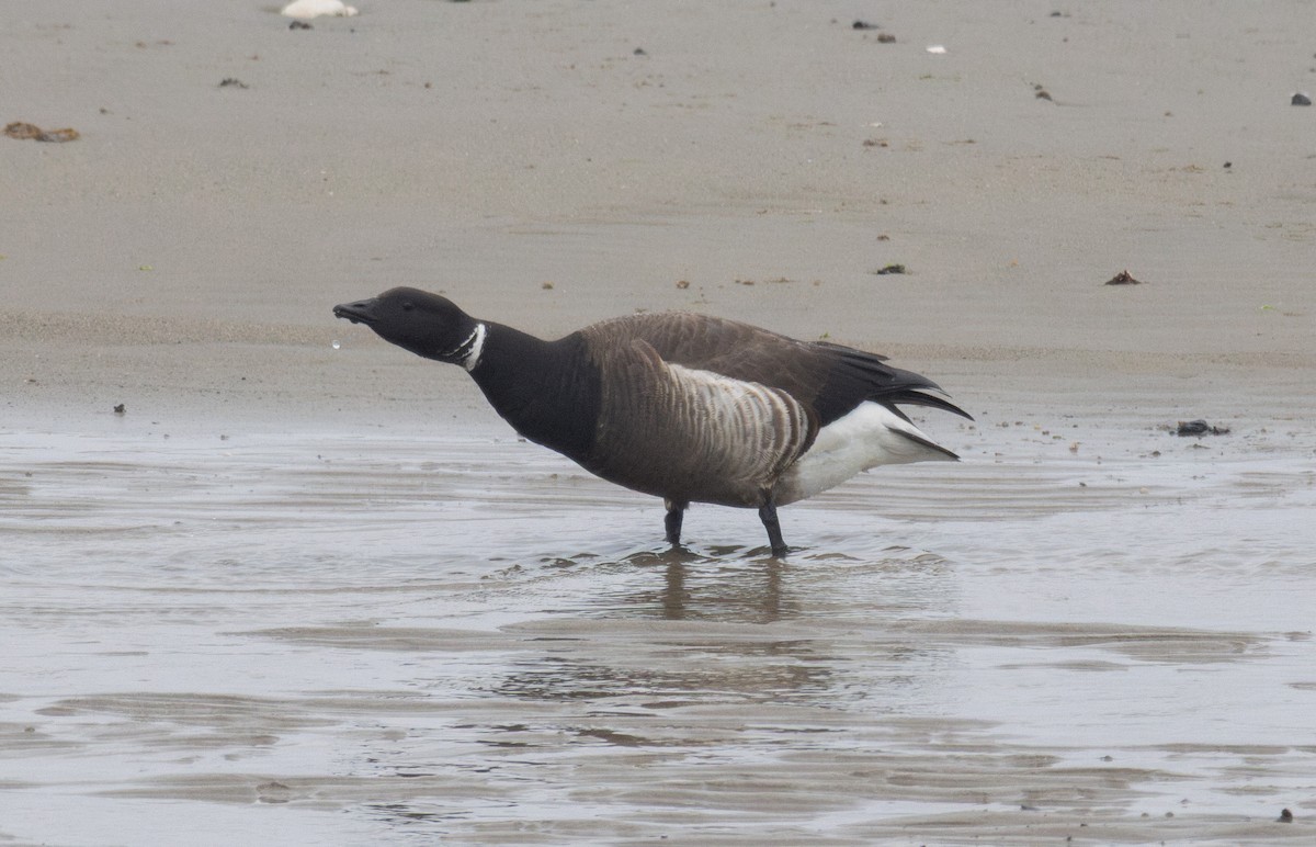 Brant (Black) - ML636119457