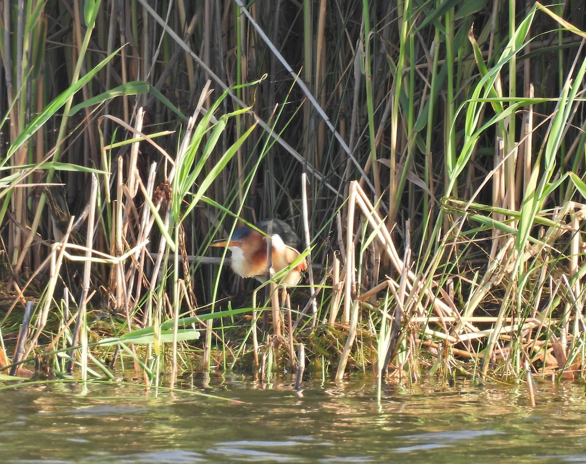 Least Bittern - ML636119486