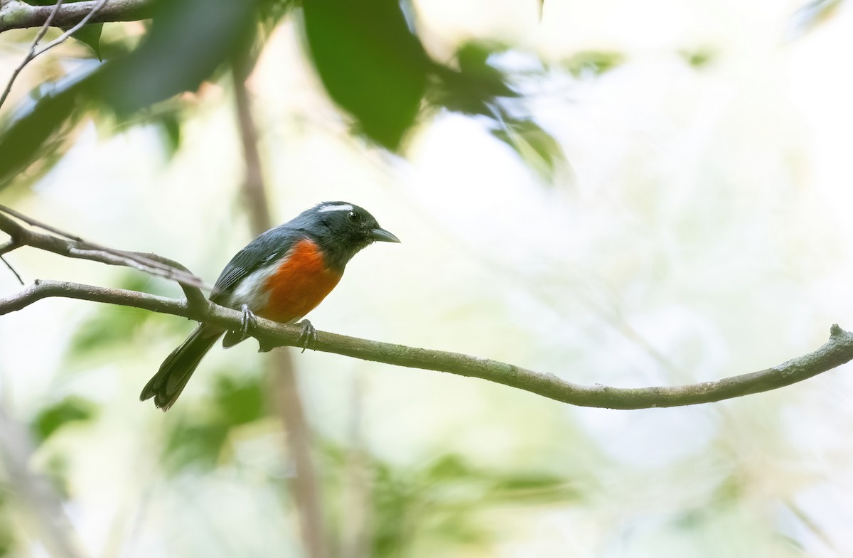 Gray-throated Chat - ML636119496