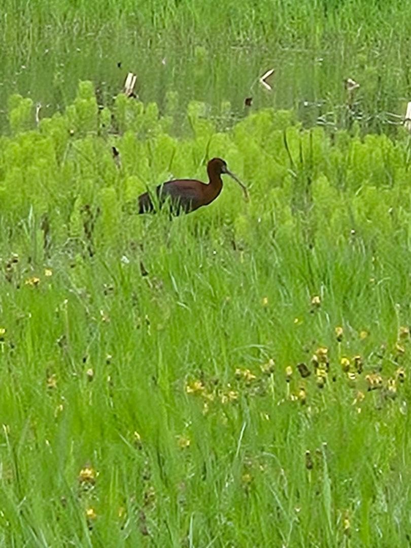 Glossy Ibis - ML636119815