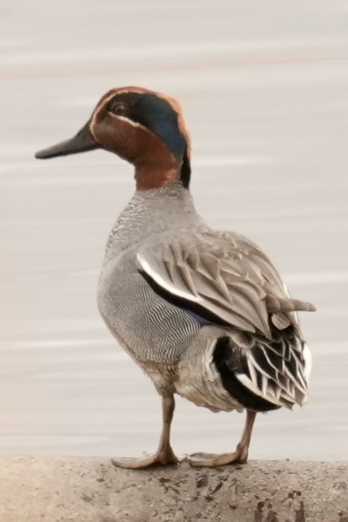 Green-winged Teal (Eurasian) - ML636119863