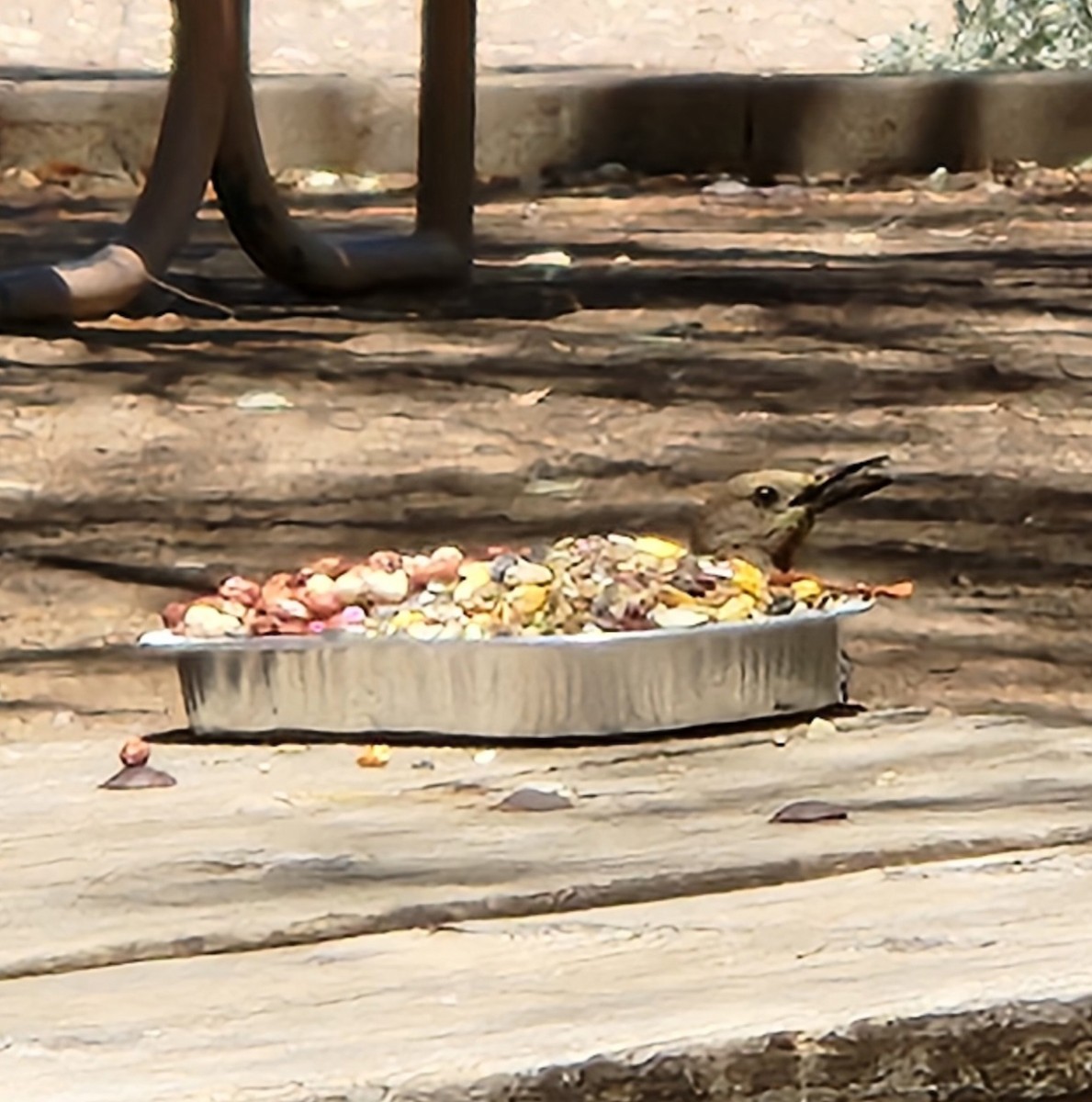 Gila Woodpecker - ML636120004