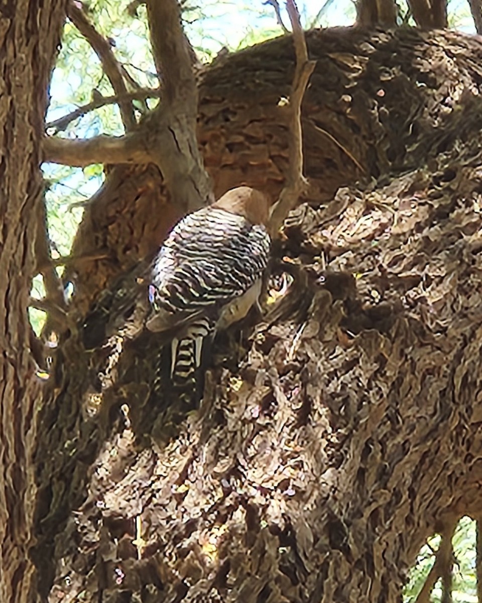 Gila Woodpecker - ML636120030
