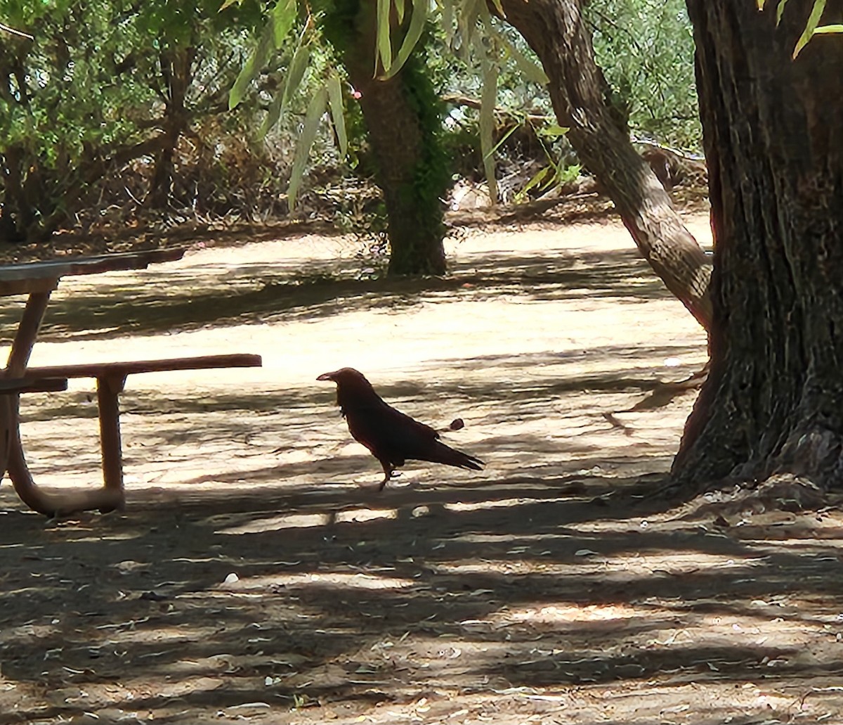 Common Raven - ML636120038