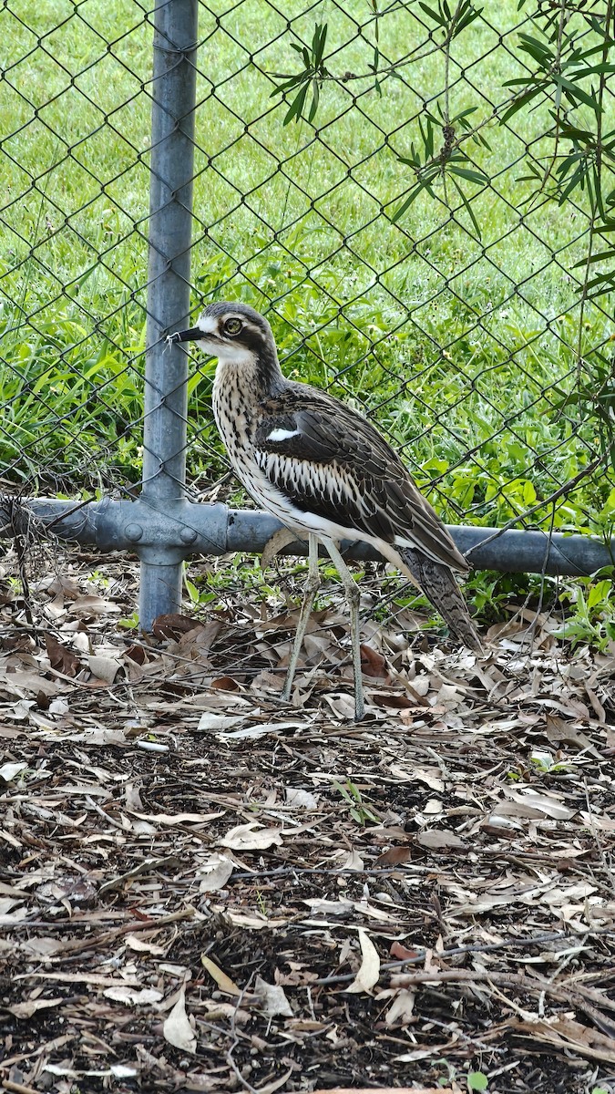 Bush Thick-knee - ML636120112