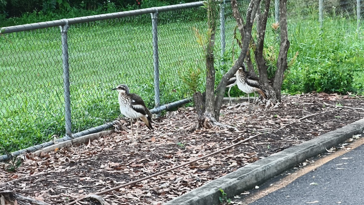 Bush Thick-knee - ML636120113