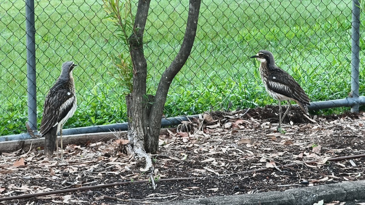 Bush Thick-knee - ML636120114