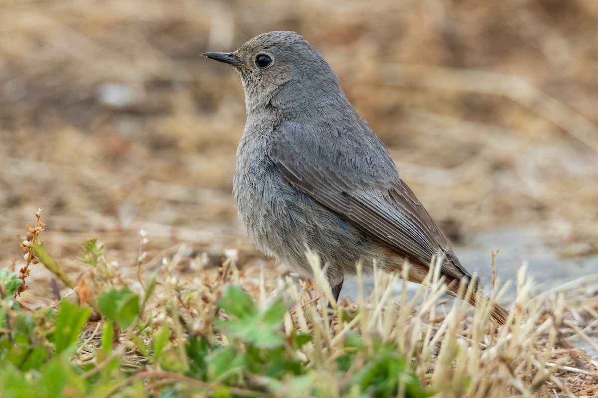 Black Redstart - ML636120156