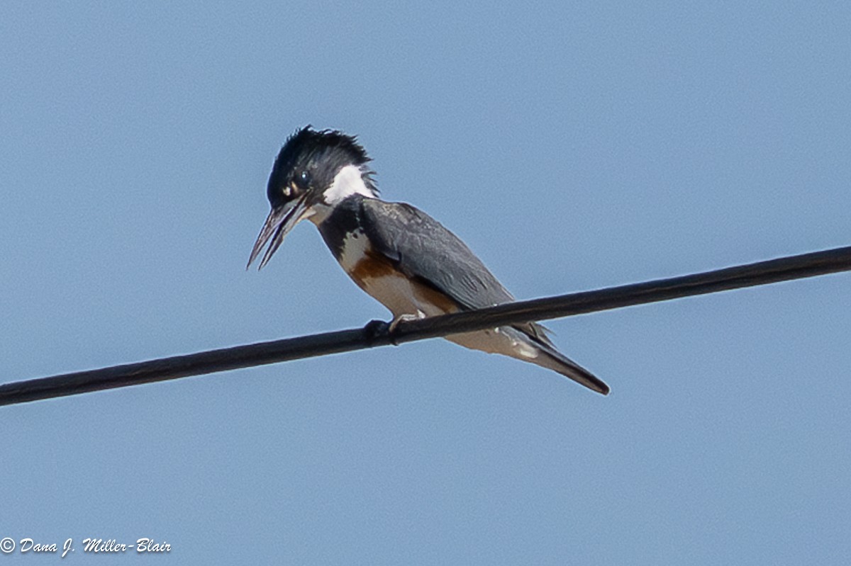 Belted Kingfisher - ML636120212