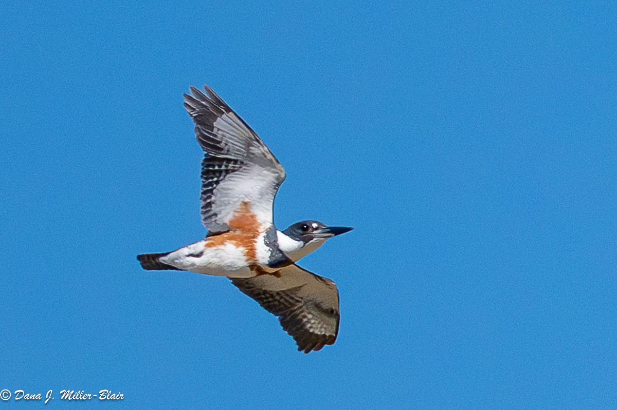Belted Kingfisher - ML636120222