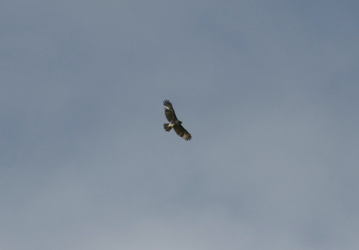 Red-tailed Hawk (calurus/alascensis) - ML636120310