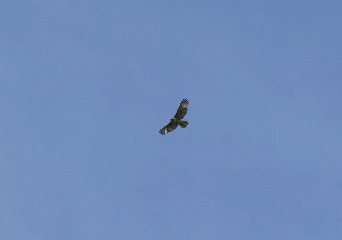 Red-tailed Hawk (calurus/alascensis) - ML636120311