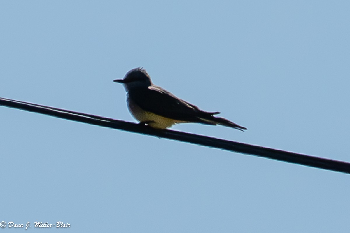 Western Kingbird - ML636120317
