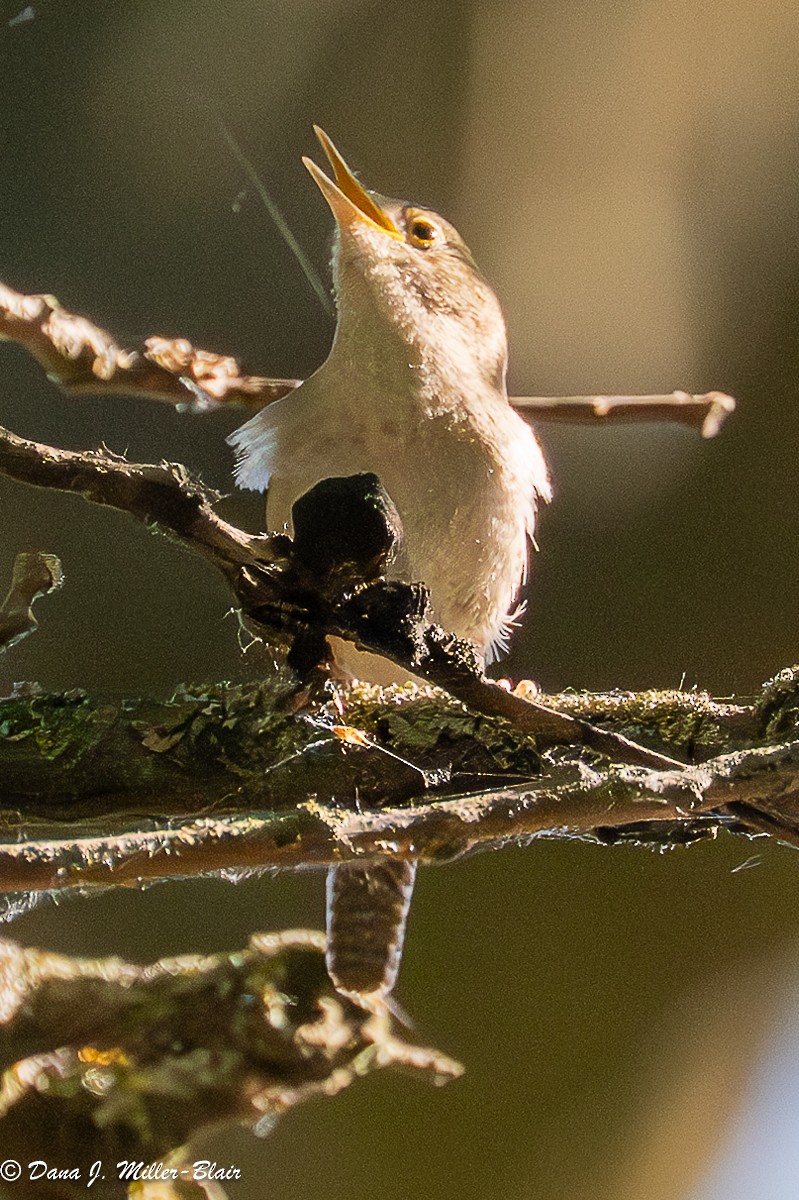 Northern House Wren - ML636120363
