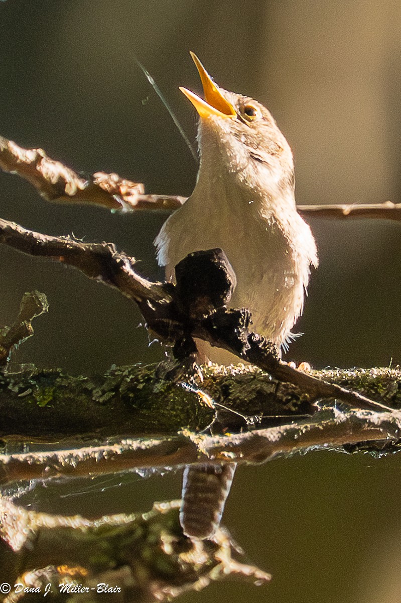 Northern House Wren - ML636120372