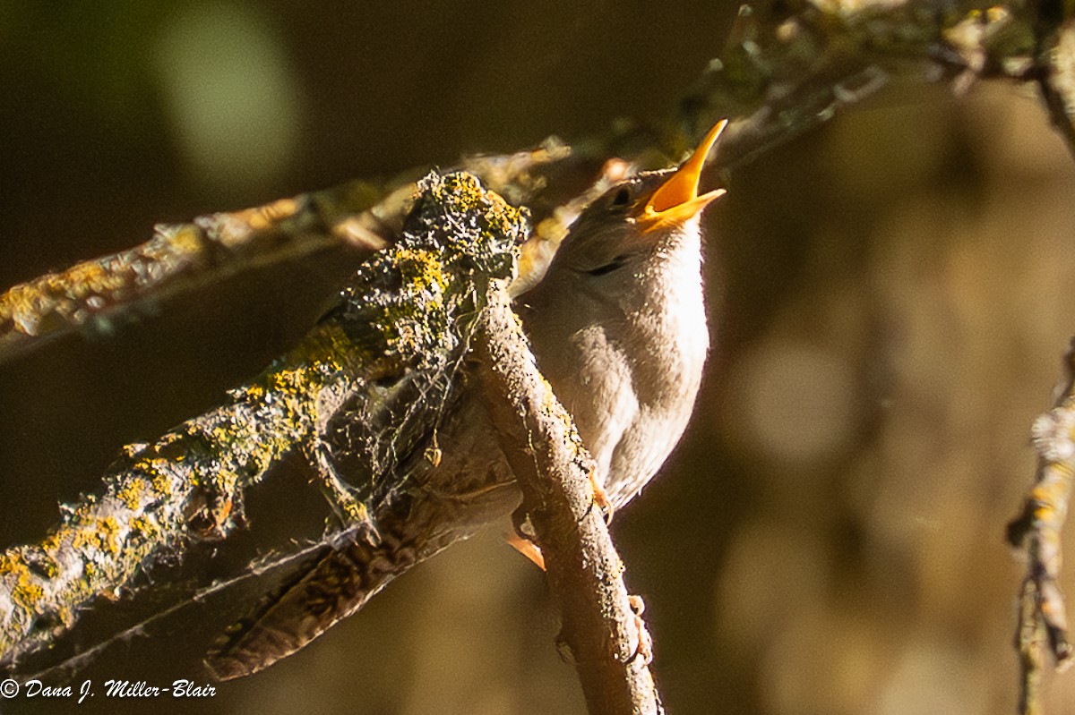 Northern House Wren - ML636120375