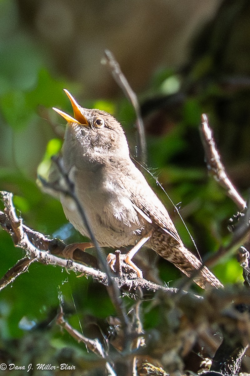 Northern House Wren - ML636120379