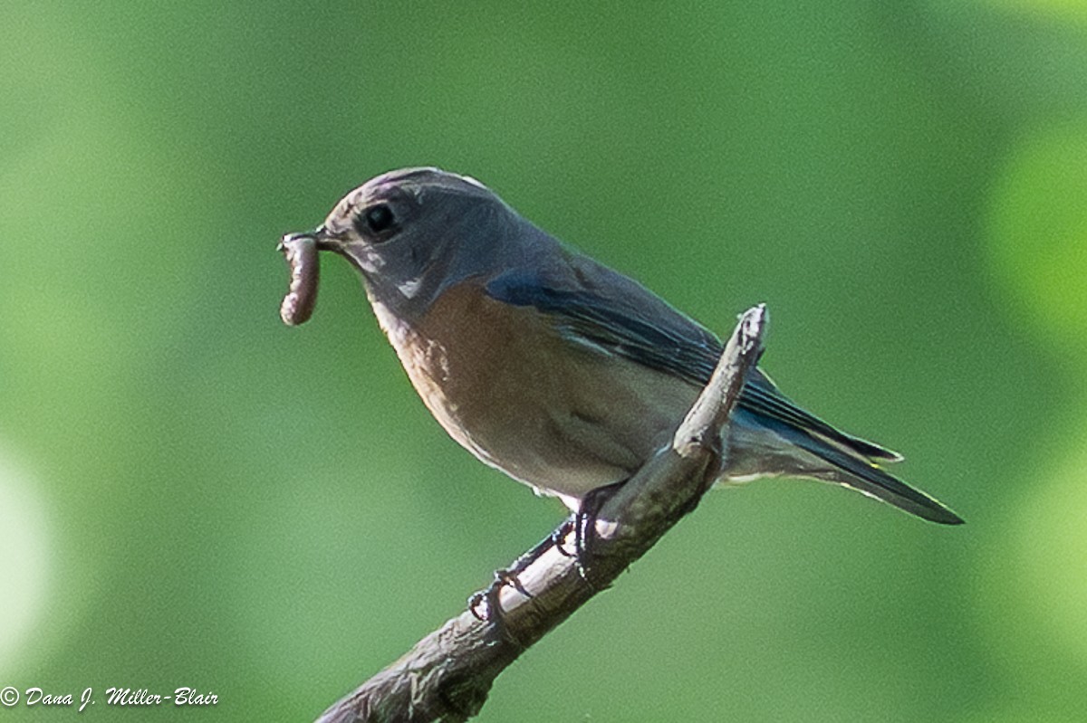 Western Bluebird - ML636120389