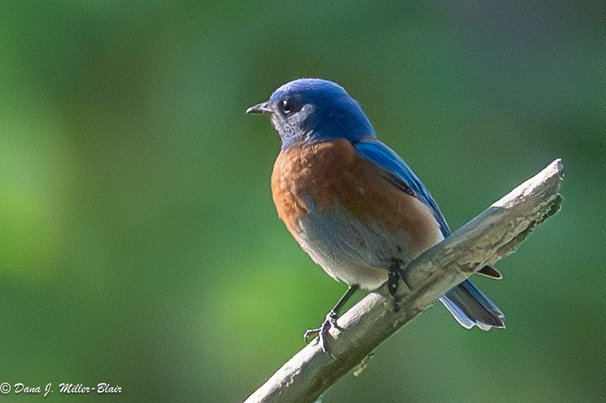 Western Bluebird - ML636120390