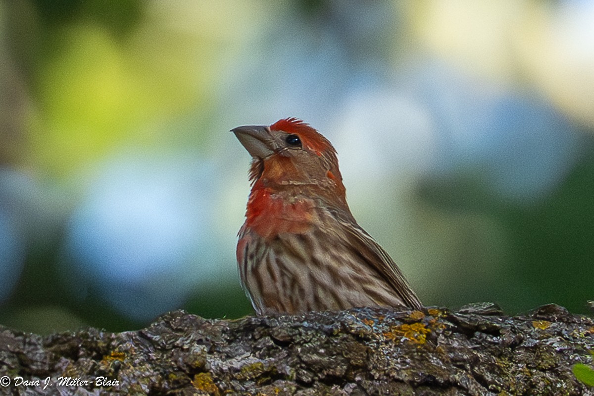 House Finch - ML636120395