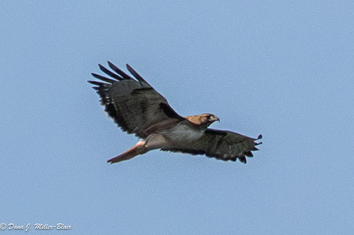 Red-tailed Hawk - ML636120421