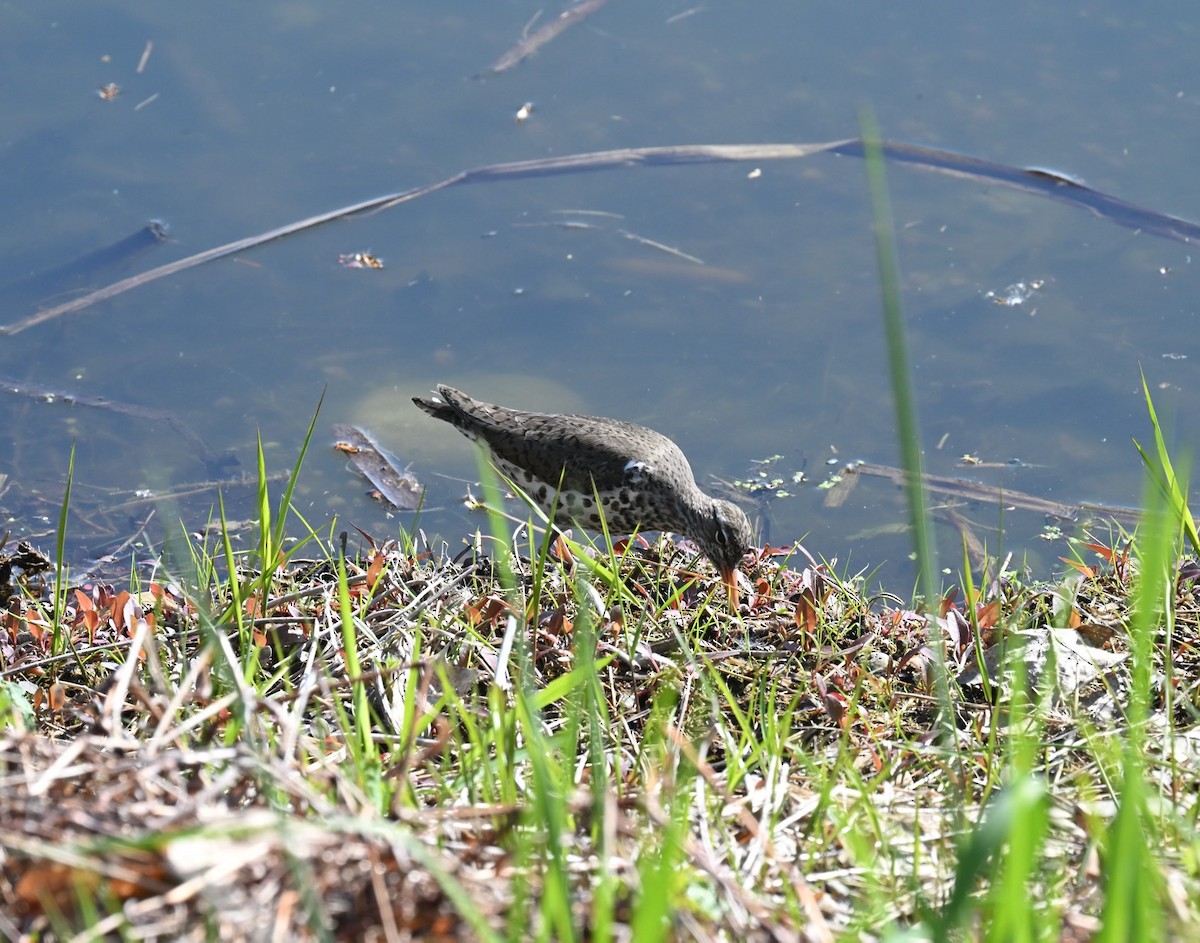 Spotted Sandpiper - ML636120433