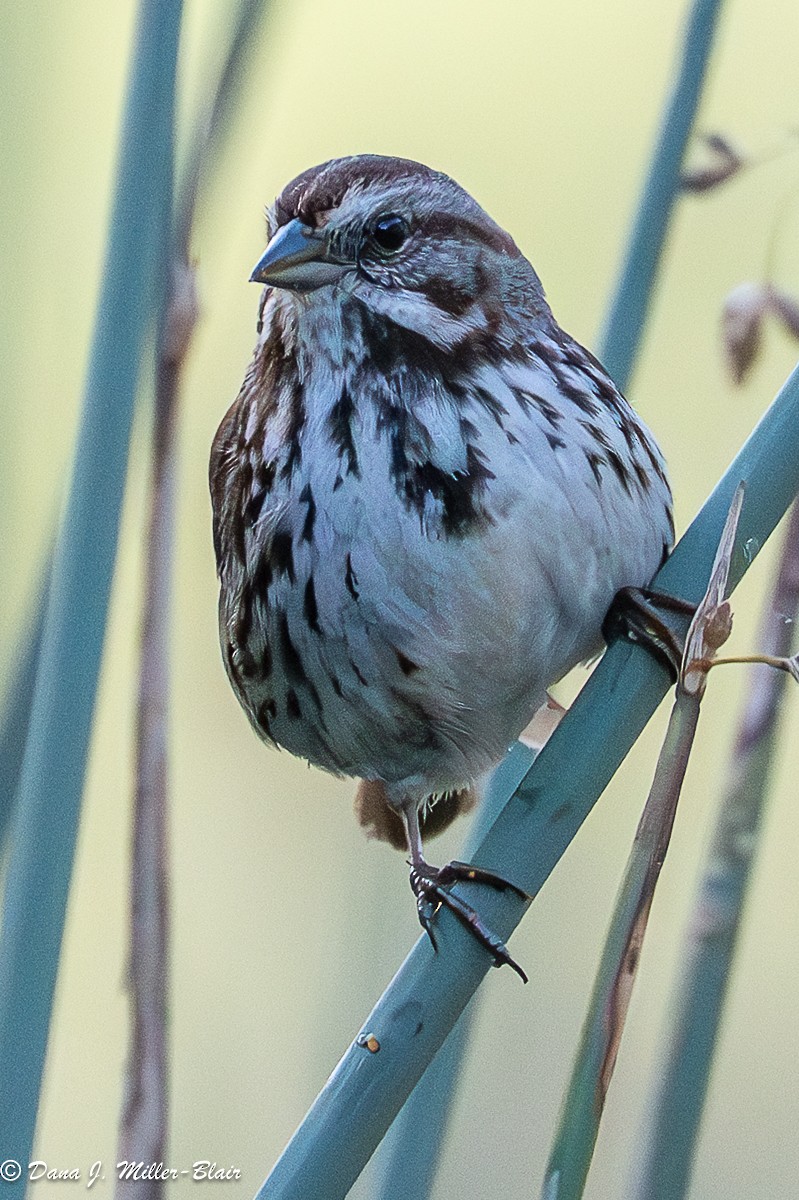 Song Sparrow - ML636120449
