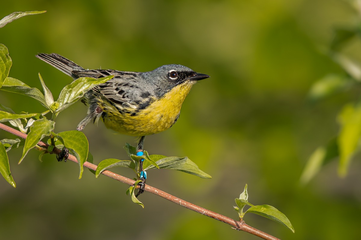 Kirtland's Warbler - ML636120557
