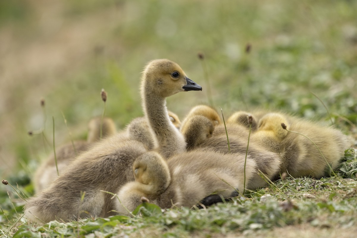 Canada Goose - ML636120622
