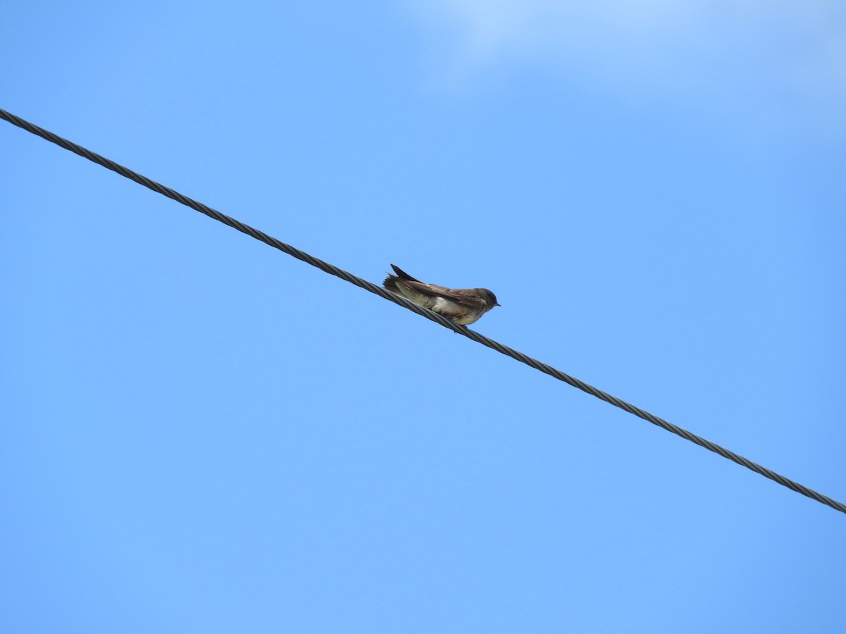Northern Rough-winged Swallow - ML636120624