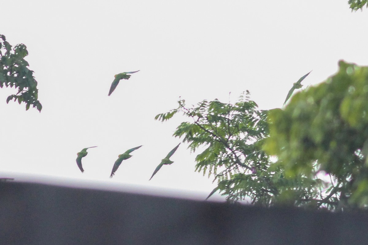 Saffron-headed Parrot - ML636120667