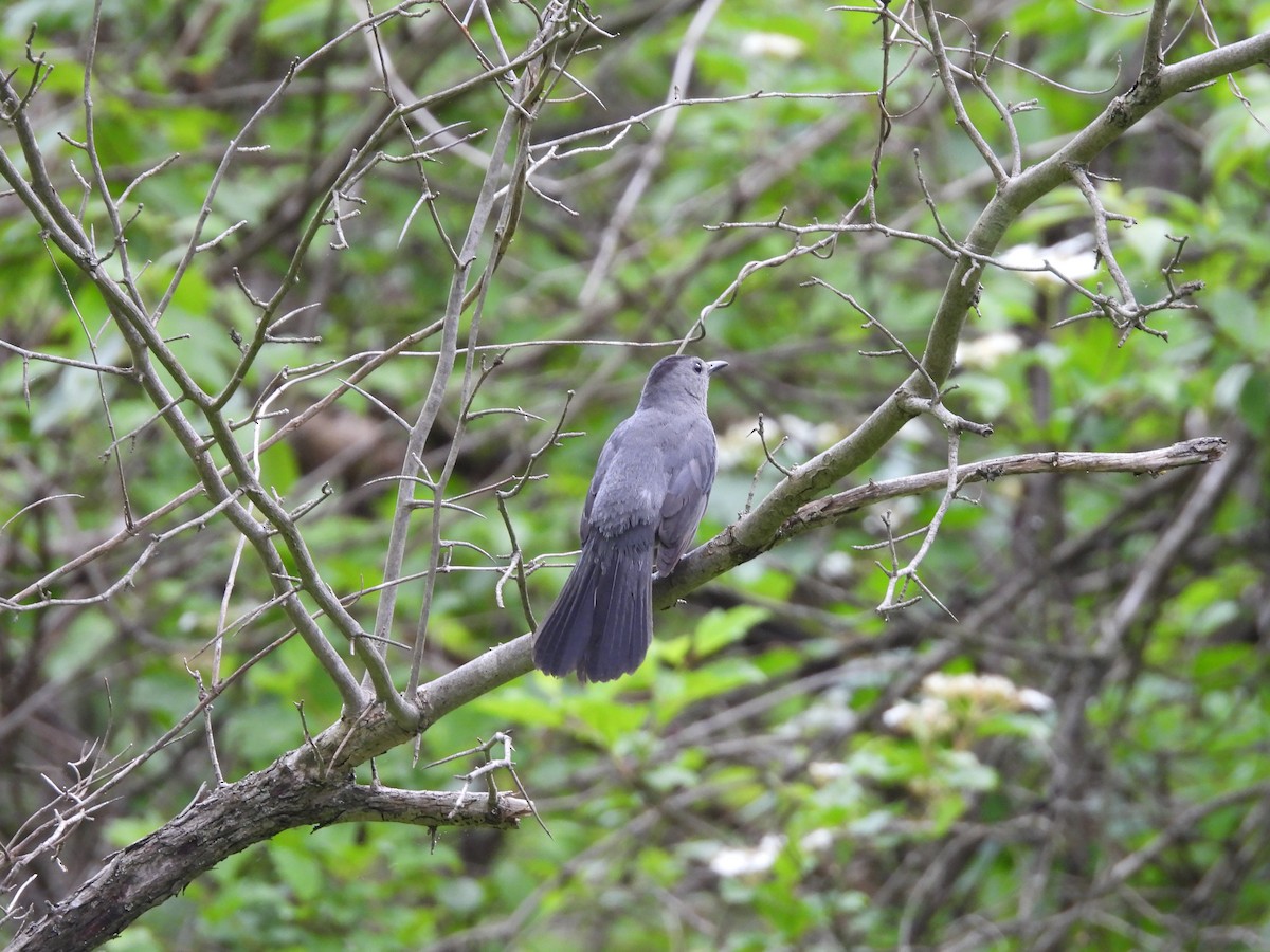 kattespottefugl - ML636120672