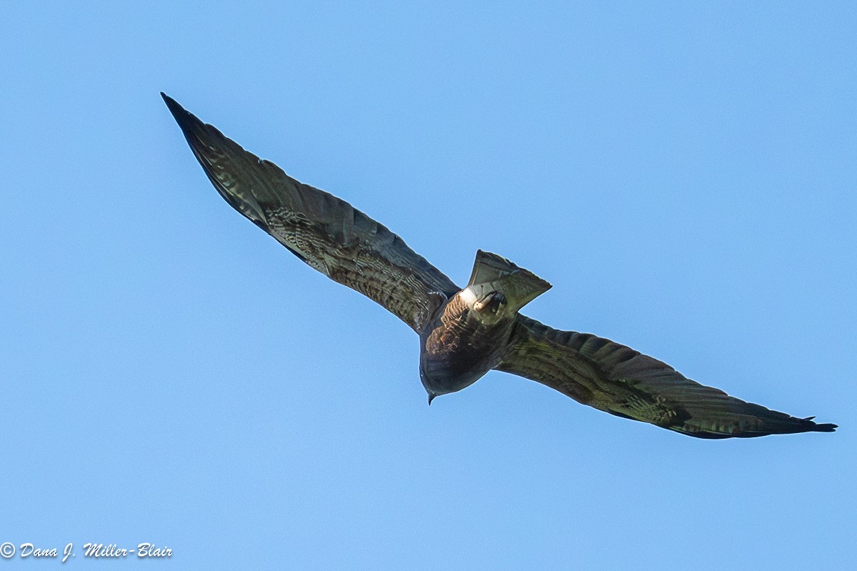 Swainson's Hawk - ML636120708