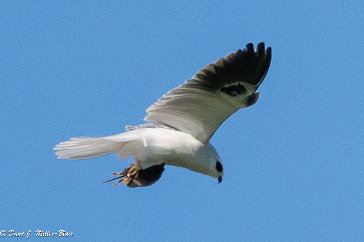 White-tailed Kite - ML636120719