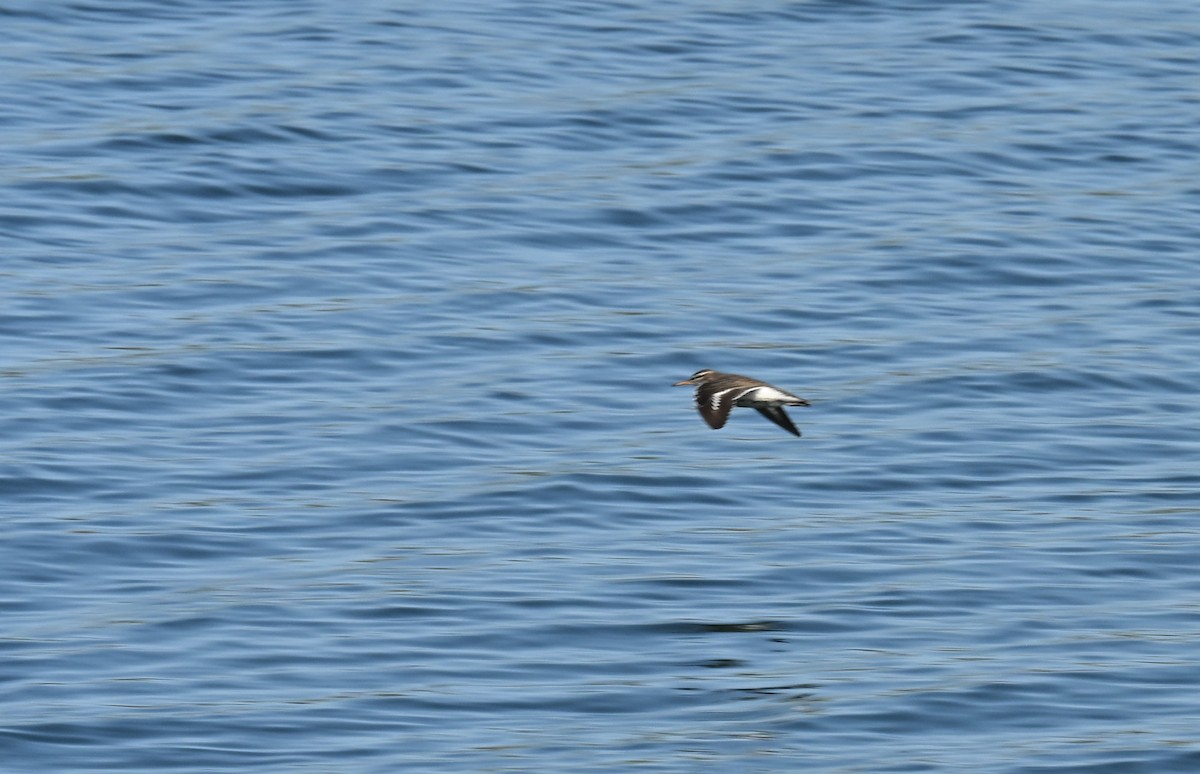 Spotted Sandpiper - ML636120776