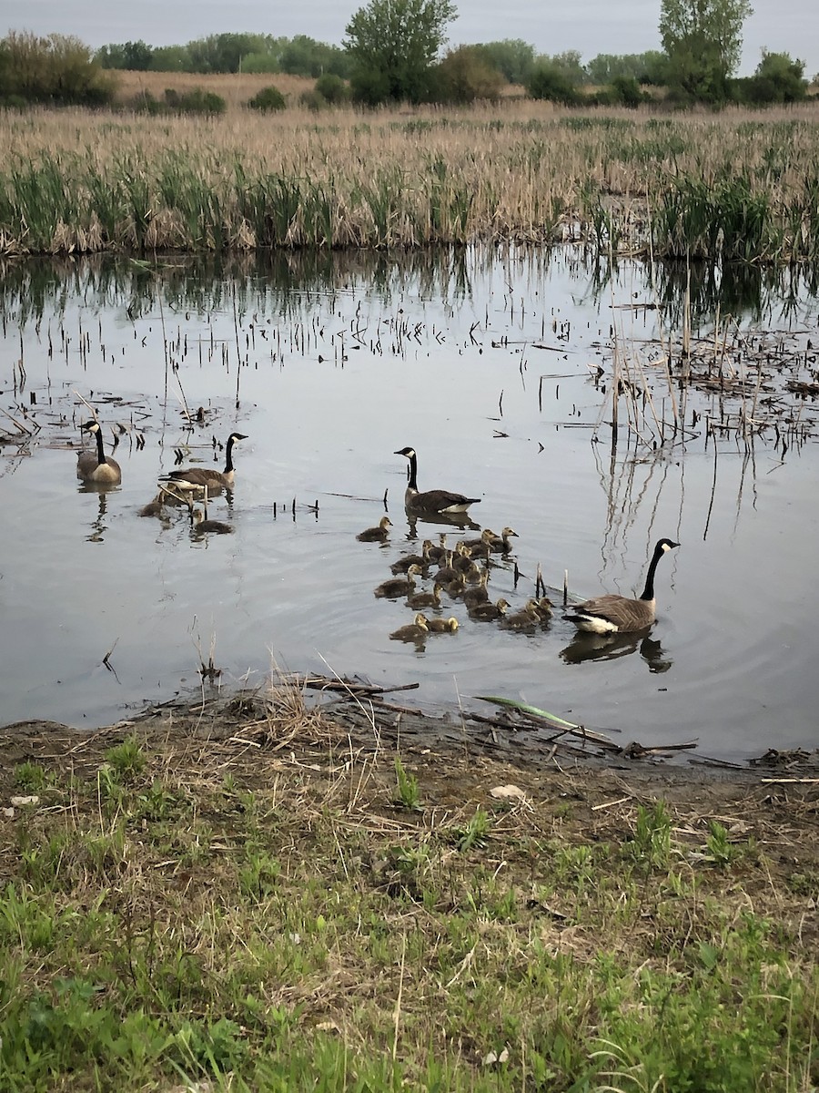 Canada Goose - ML636120795