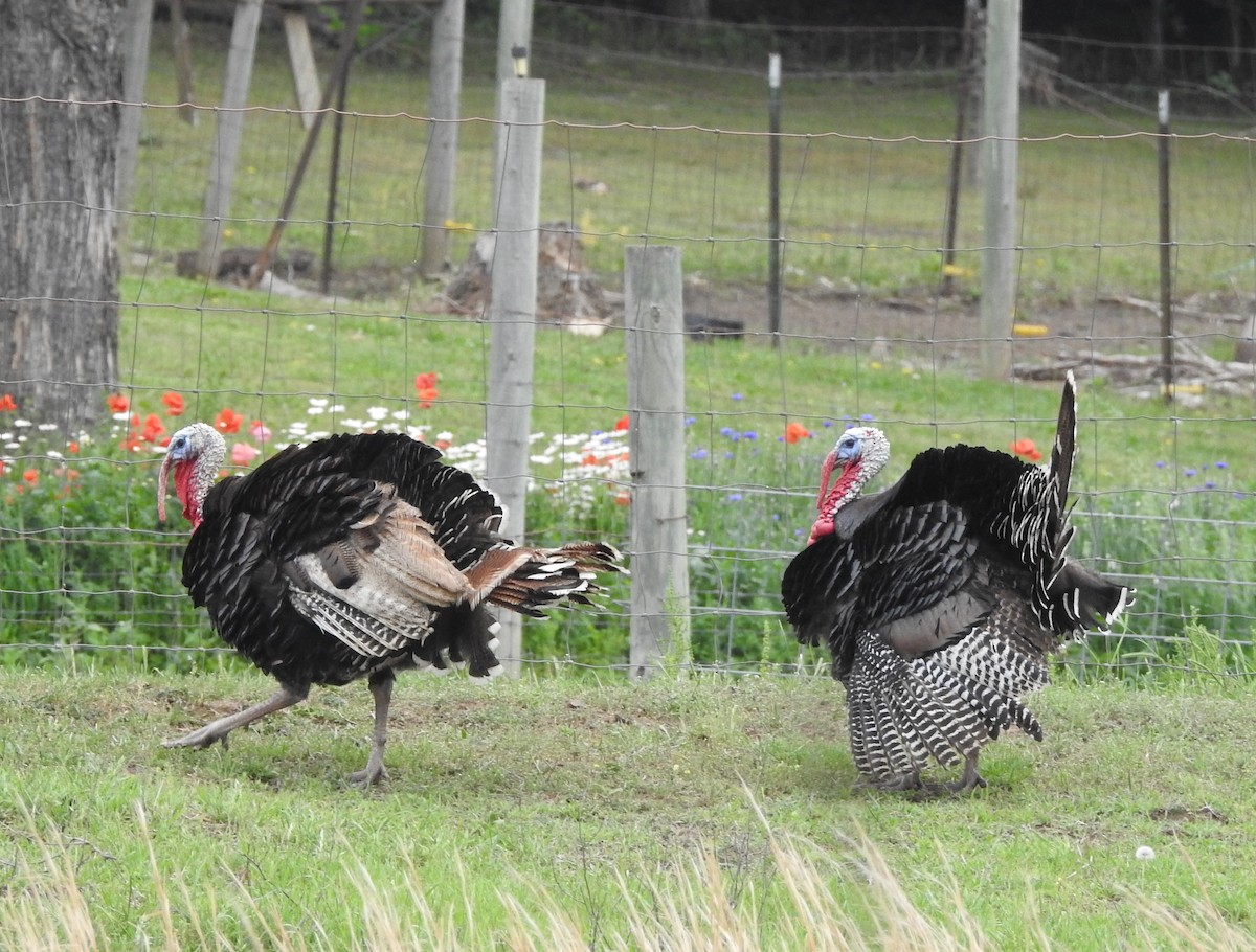 Tacchino selvatico - ML636120887