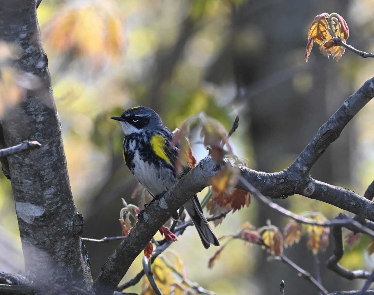 Yellow-rumped Warbler - ML636120894